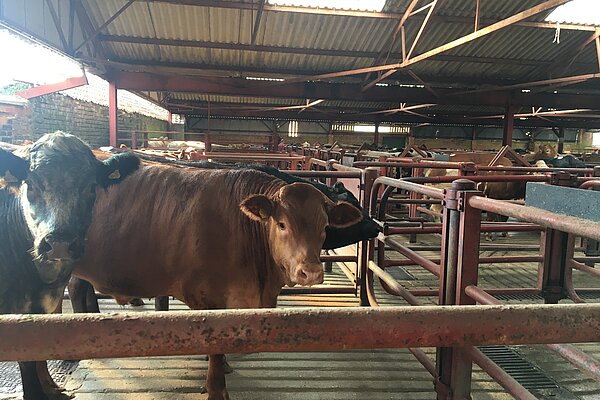 Malton Livestock Market